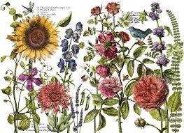 Botanist's Journal