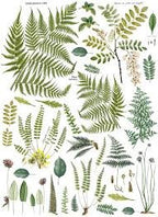 Fronds Botanical 14.25 x 24" Decor Transfer