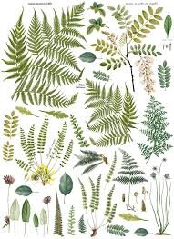 Fronds Botanical 14.25 x 24" Decor Transfer